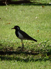 Vanellus indicus