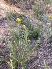 Eriophyllum confertiflorum
