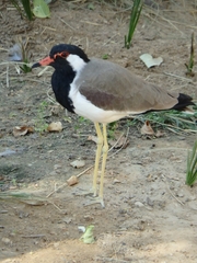 Vanellus indicus