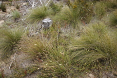 Aspalathus retroflexa retroflexa