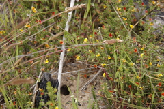 Aspalathus retroflexa retroflexa