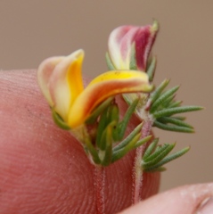 Aspalathus retroflexa retroflexa