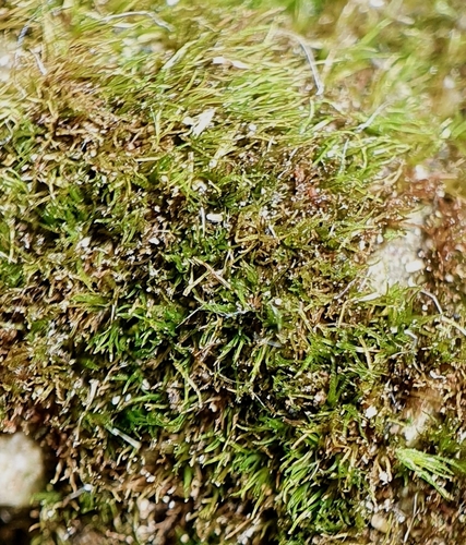 Image of Seligeria paucifolia by no rights reserved