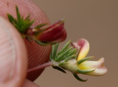 Aspalathus retroflexa retroflexa