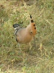 Upupa epops