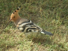 Upupa epops