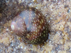 Oxystele impervia