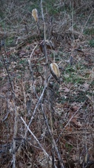 Asclepias syriaca
