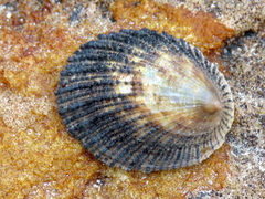 Helcion pectunculus