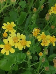 Senecio angulatus
