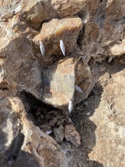 Albinaria caerulea