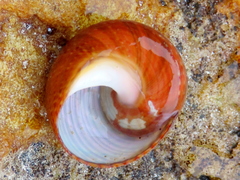 Oxystele impervia