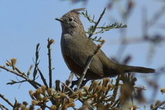 Rhinocrypta lanceolata