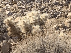 Cylindropuntia chuckwallensis