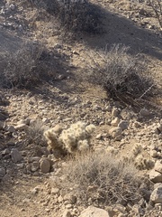 Cylindropuntia chuckwallensis