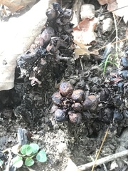 Conopholis americana