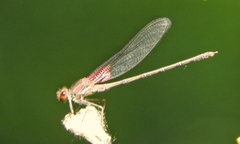 Hetaerina americana