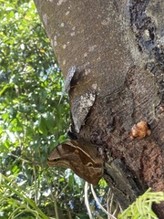 Eryphanis