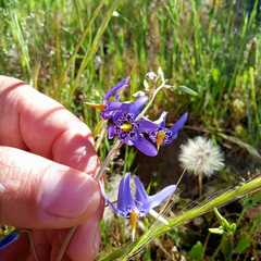 Conanthera bifolia
