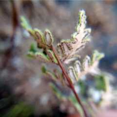 Cheilanthes hypoleuca