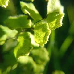 Adiantum chilense scabrum