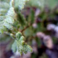 Cheilanthes hypoleuca