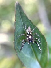 Chira gounellei