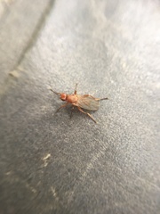 Lutomyia spurca