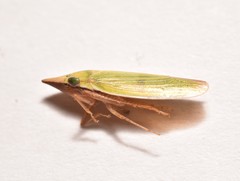 Draeculacephala navicula