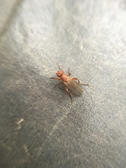 Lutomyia spurca