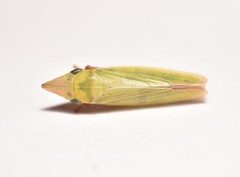 Draeculacephala navicula