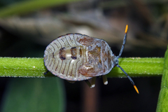 Coridius