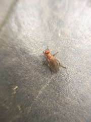 Lutomyia spurca