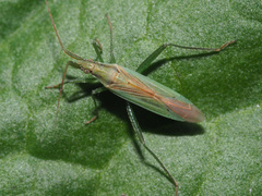 Stenodema holsata