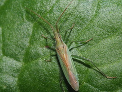 Stenodema holsata