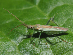 Stenodema holsata