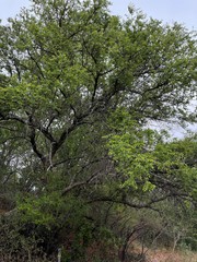 Ziziphus mucronata