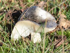Russula parazurea