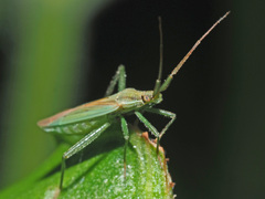 Stenodema holsata