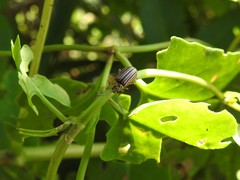 Disonycha bicarinata