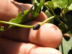 Macrohaltica transversa