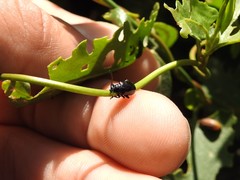 Macrohaltica transversa