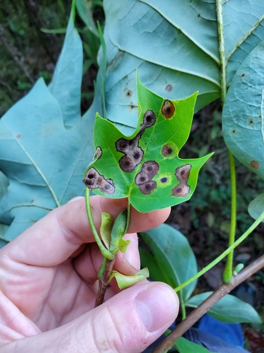 Tulip Tree Leaf Spot Gall Midge
