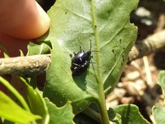 Macrohaltica transversa