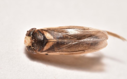 Acuminate Water Boatman photo 2