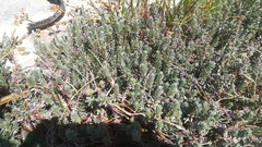 Chenolea diffusa
