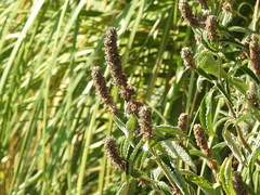 Buddleja stachyoides