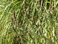 Buddleja stachyoides