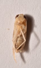 Ramphocorixa acuminata