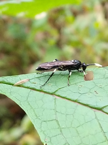 Coelichneumon deliratorius